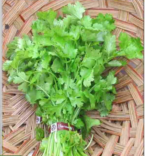 Kotthamalli / கொத்தமல்லி